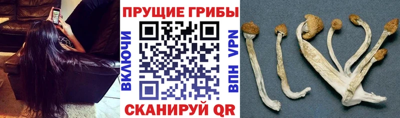 дарк нет формула  купить закладку  Ржев  Галлюциногенные грибы MAGIC MUSHROOMS 